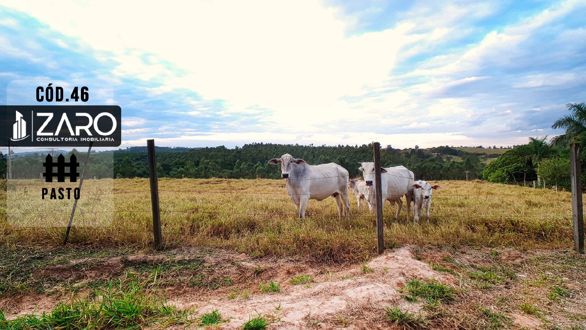 #46 - Sítio para Venda em Corumbataí - SP